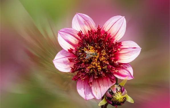 Flower, bee, pink, Bud, Dahlia, red