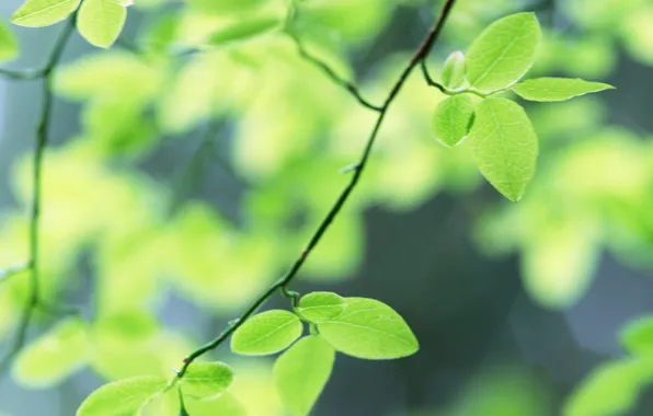 Summer, sheet, green, leaves