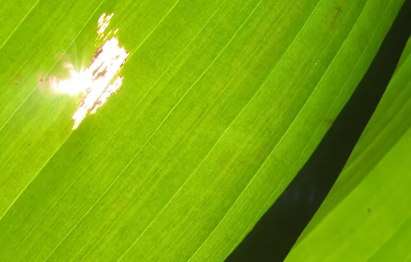 Picture macro, green, palm trees, STANDARDS