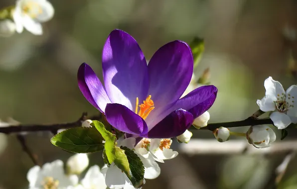 Picture flower, cherry, branch, Krokus, blooming