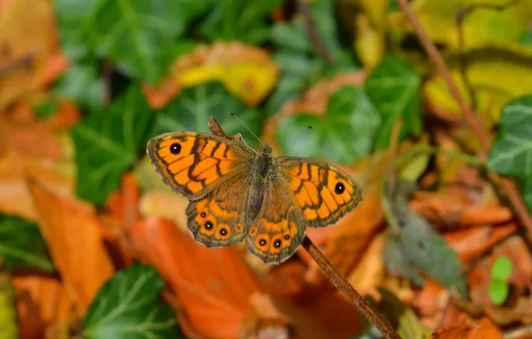 Picture Macro, Butterfly, Macro, Butterfly