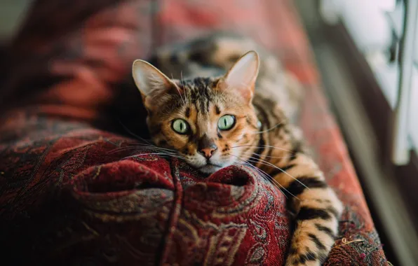 Green eyes, photo, Cat, animal, paws, couch, fur, portrait