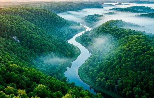 Forest, fog, river, Wallpaper, valley, wallpaper, forest, river