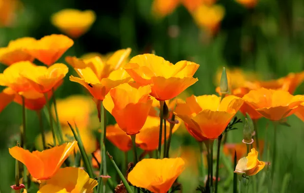 Summer, flowers, bright, yellow, orange, a lot, escholzia