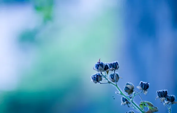 Flower, blue, bell, flower, texture, blue