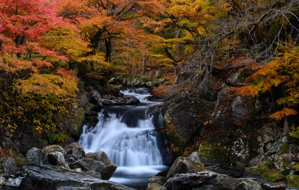 Autumn, forest, stream, stones, waterfall, Japan, cascade
