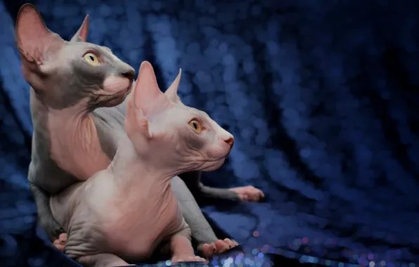 Cats, comfort, house, sphinxes