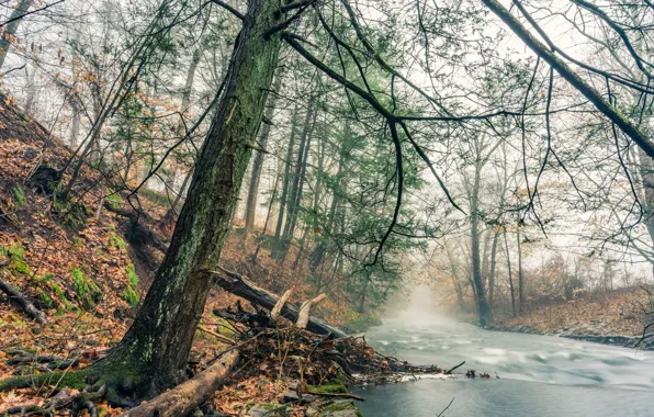 Picture forest, fog, river