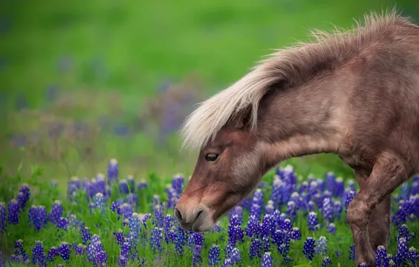 Picture grass, flowers, horse