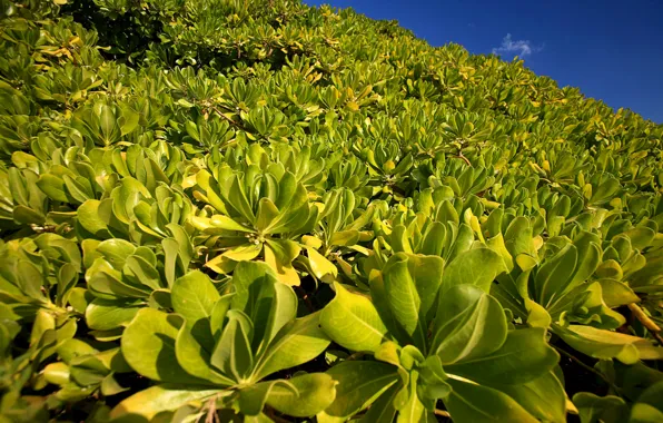 Picture the sky, leaves, plant, slope