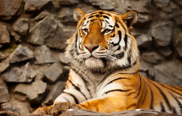 Cat, tiger, stone, predator, the Amur tiger