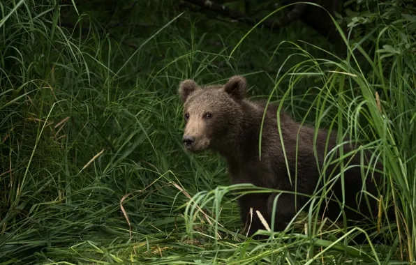 Picture summer, grass, look, face, baby, bear, bear, bear