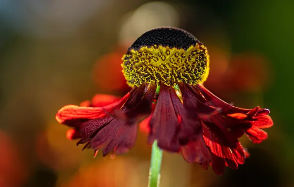 Flower, macro, red, bokeh, gelenium