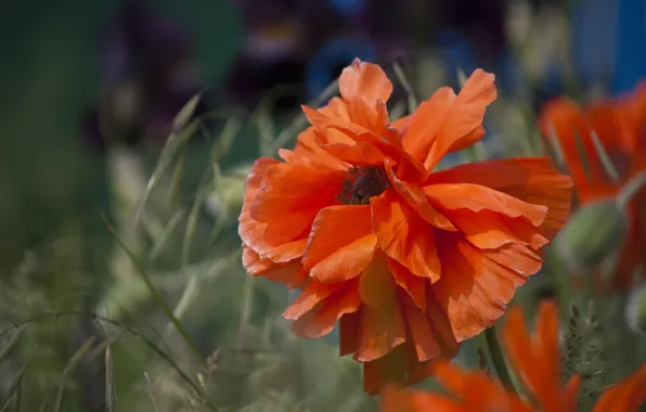 Flower, red, Mac, garden, bokeh, Terry, Makiya