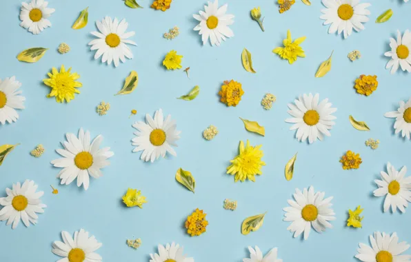 Flowers, chamomile, white, chrysanthemum, yellow, flowers, background, blue background