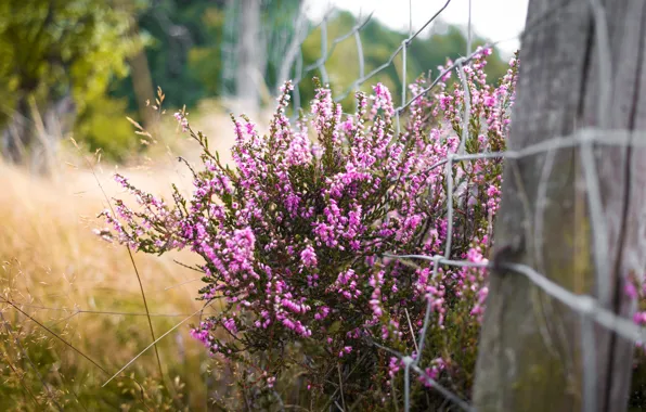 Picture flowers, nature, pink, the bushes, Heather
