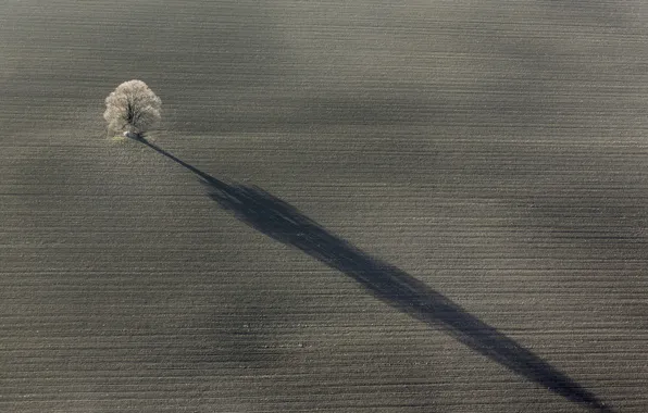 Field, trees, landscape, shadow