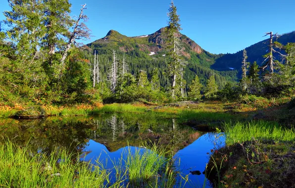 Grass, water, trees, mountains, nature, lake, surface, Alaska