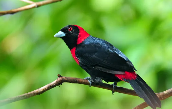 Bird, color, branch, feathers, beak
