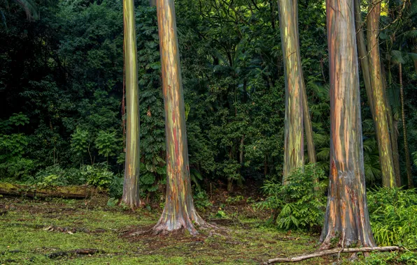 Picture forest, trees, tropics, Hawaii