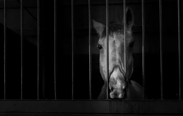 Picture background, horse, the door