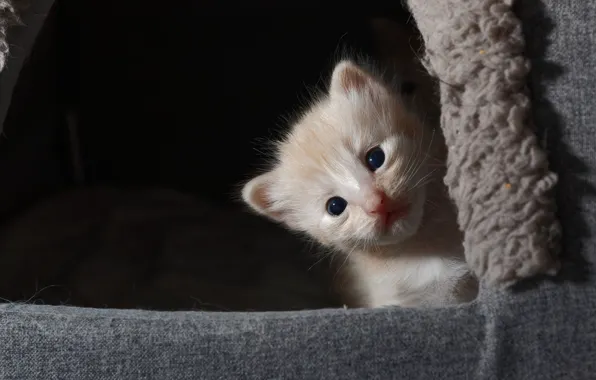 Cat, the dark background, kitty, Peeps, cat house