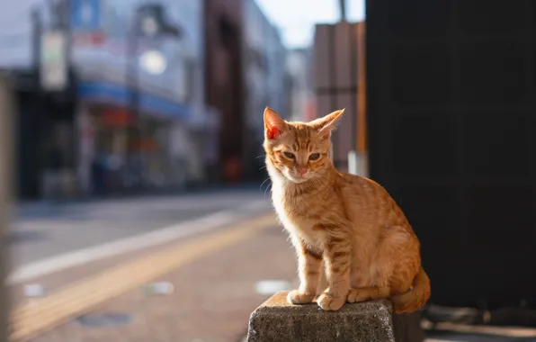 Road, cat, cat, light, the city, pose, kitty, wall
