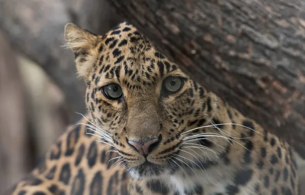 Leopard, animal, wildlife, big cat