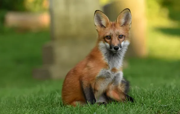 Picture grass, look, face, background, portrait, Fox, red