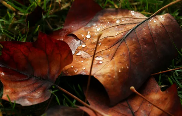 Leaves, water, macro, Rosa, drop, leaf, leaf, nature