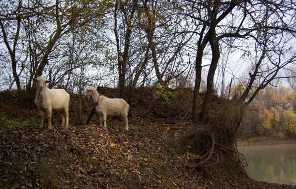 Autumn, pair, goats, Meduzanol ©