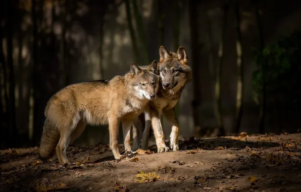 Nature, predator, animal, wolf, wildlife, portrait, portrait., Canis lupus. face