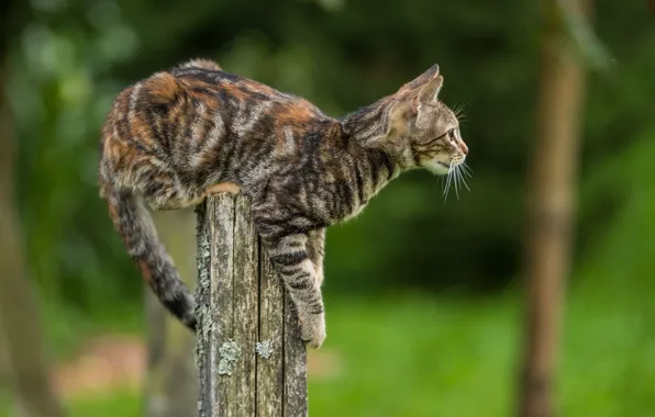 Picture tabby cat, on the stump, blur bokeh