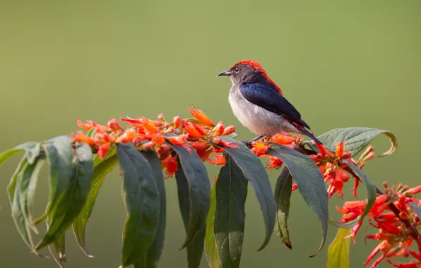 Picture leaves, flowers, bird, plant, branch