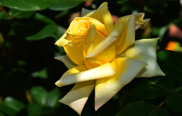 Leaves, light, flowers, yellow, the dark background, roses, garden, buds