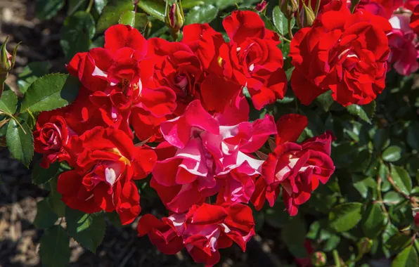 Bush, roses, red, flowering