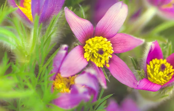 Picture greens, grass, macro, flowers, composition, anemones
