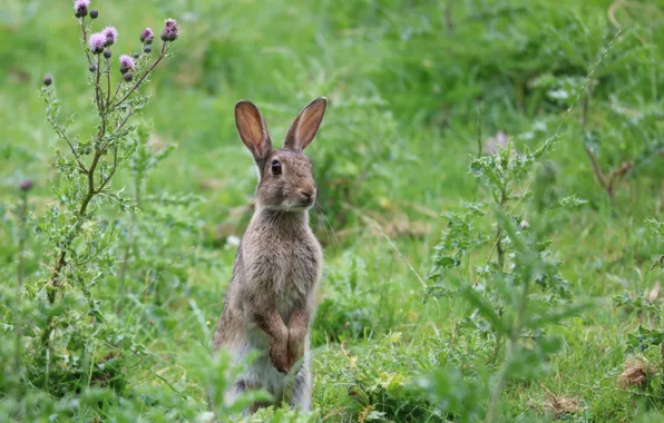 Picture grass, glade, hare, rabbit