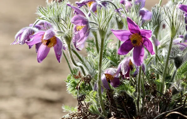 Flowers, anemones, Bush