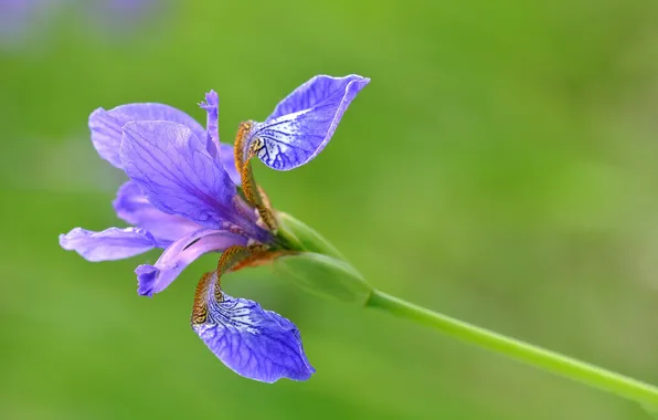 Picture macro, petals, stem, iris