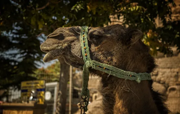 Summer, Nature, Turkey, town, Camel, Kide FotoArt, Capadoccia