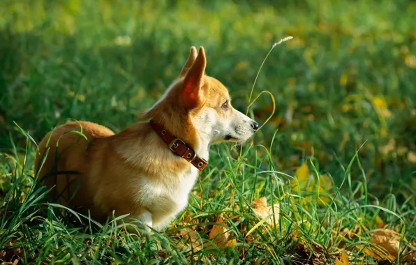 Picture dogs, pembrok, Corgi