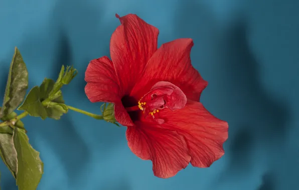 Flower, leaves, red, blue background, hibiscus