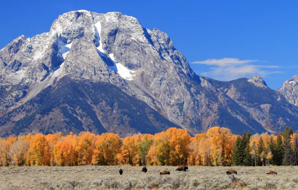 Autumn, trees, mountains, Wyoming, USA, Grand Teton, Grand Teton National Park, Buffalo