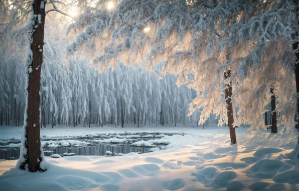 Winter, frost, forest, the sun, light, snow, trees, landscape