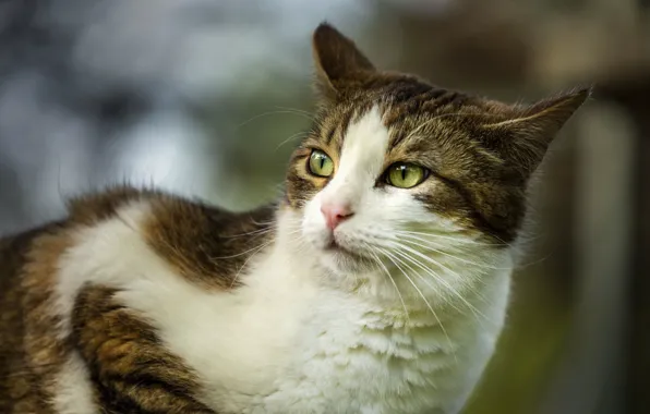 Cat, cat, look, nature, pose, face