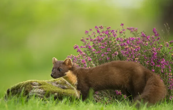 Flowers, predator, marten