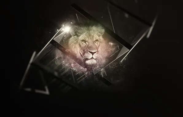 Picture black, background, Lion