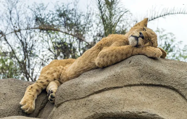 Cat, stay, stone, sleep, Leo, sleeping, cub, lion