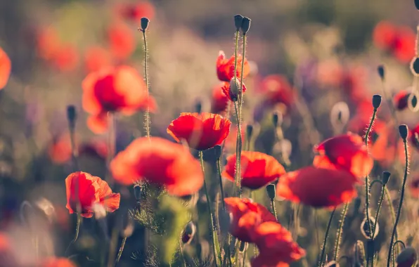 Maki, bokeh, poppy field
